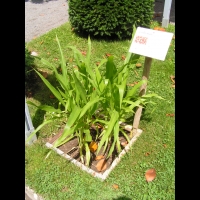 Mais rouge, Zea mays (2)